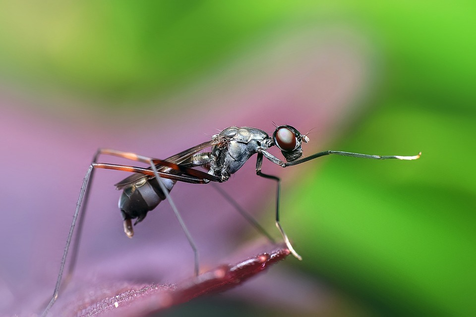 Comment donner de l'eau aux fourmis ?